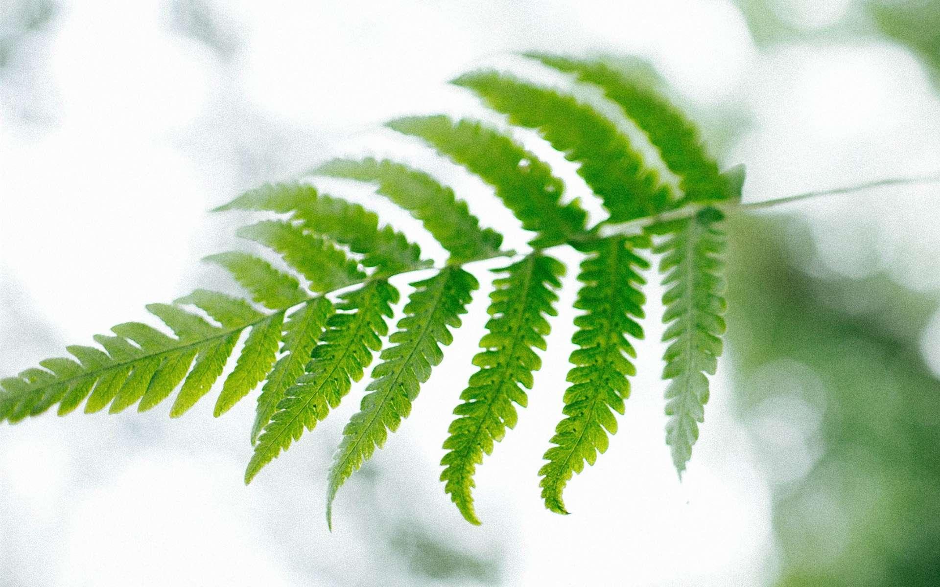 常羽隕落